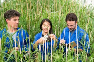 Three researchers in a field of wheat