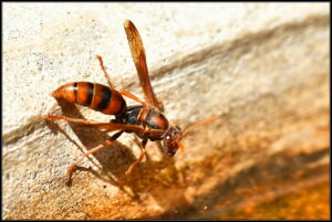 Ron Johnson's photography - insect