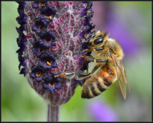 Ron Johnson's photography - bee