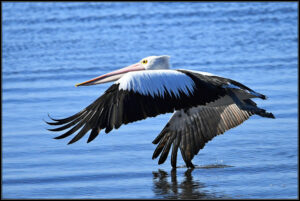 Ron Johnson's photography - waterbird