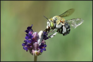 Ron Johnson's photography - bee