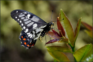 Ron Johnson's photography - butterfly