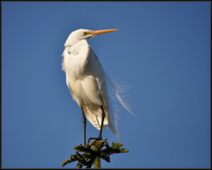 Ron Johnson's photography - bird