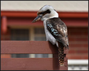 Ron Johnson's photography - kookaburra