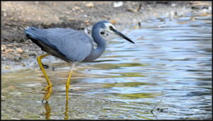 Ron Johnson's photography - waterbird