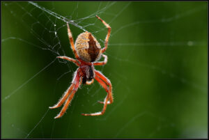 Ron Johnson's photography - spider