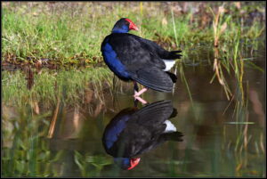 Ron Johnson's photography - waterbird